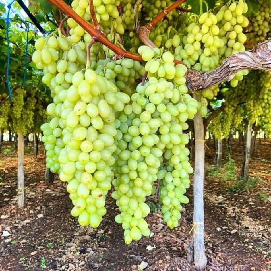Table grapes grown using Swaraj Plant Nutrition products